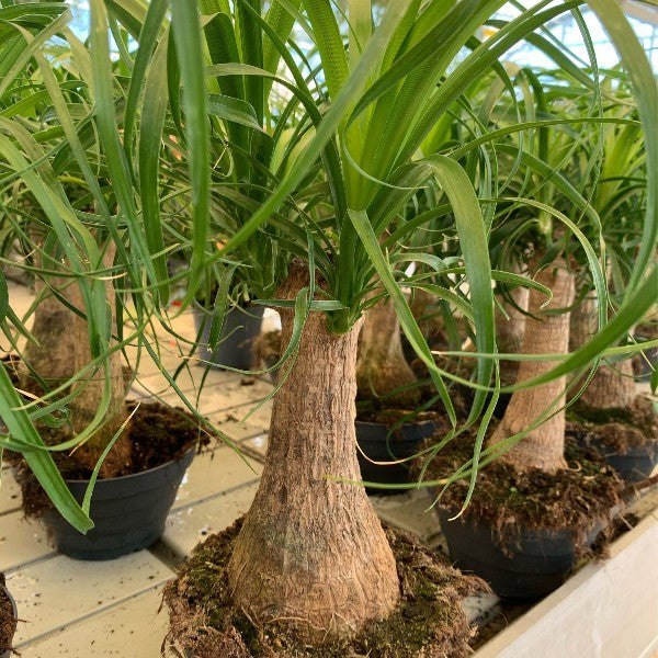 Beaucarnea (Piede d'Elefante) – Felice Natura - Main Image