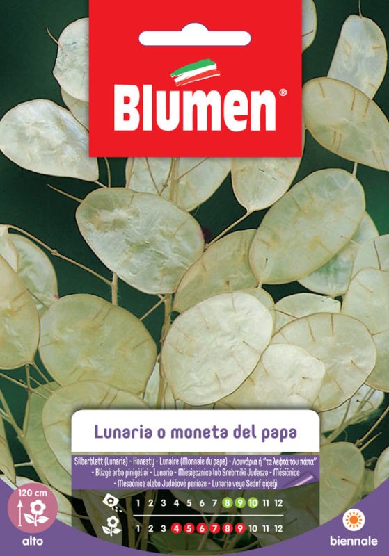Semi di lunaria o monete del papa dotto sementi Semi di lunaria o monete del papa dotto sementi