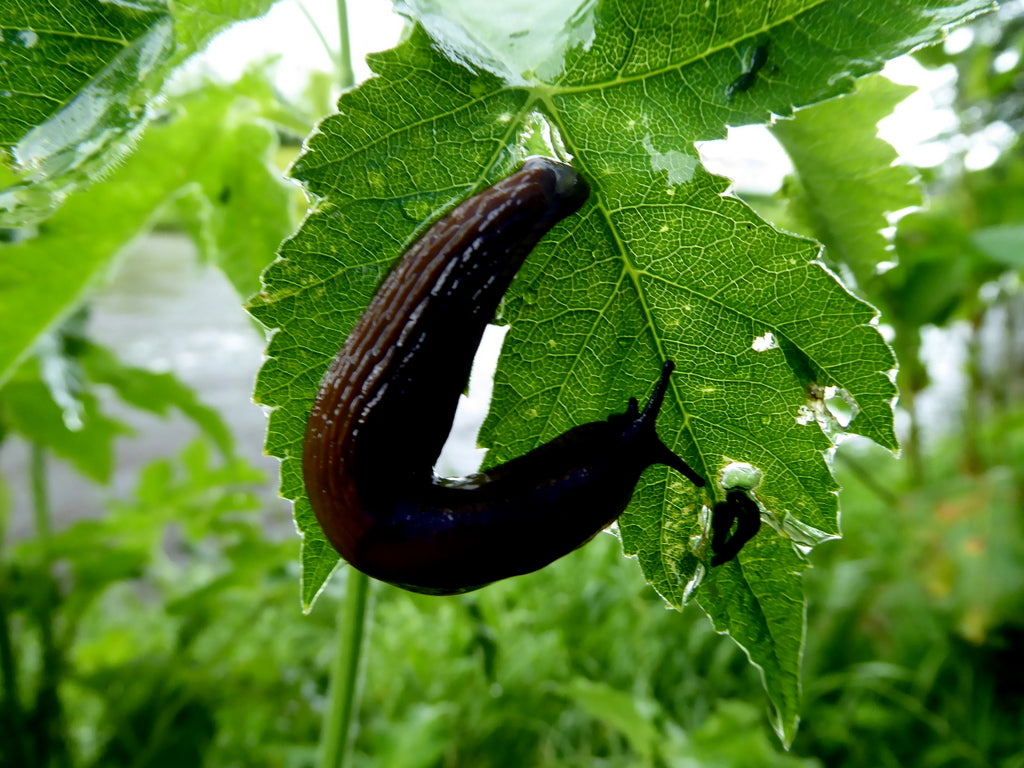 Limaccia su una foglia rosicchiata