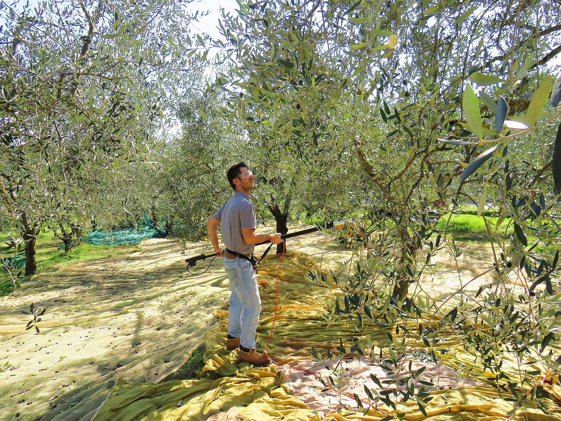 Raccolta delle olive con abbacchiatore e reti