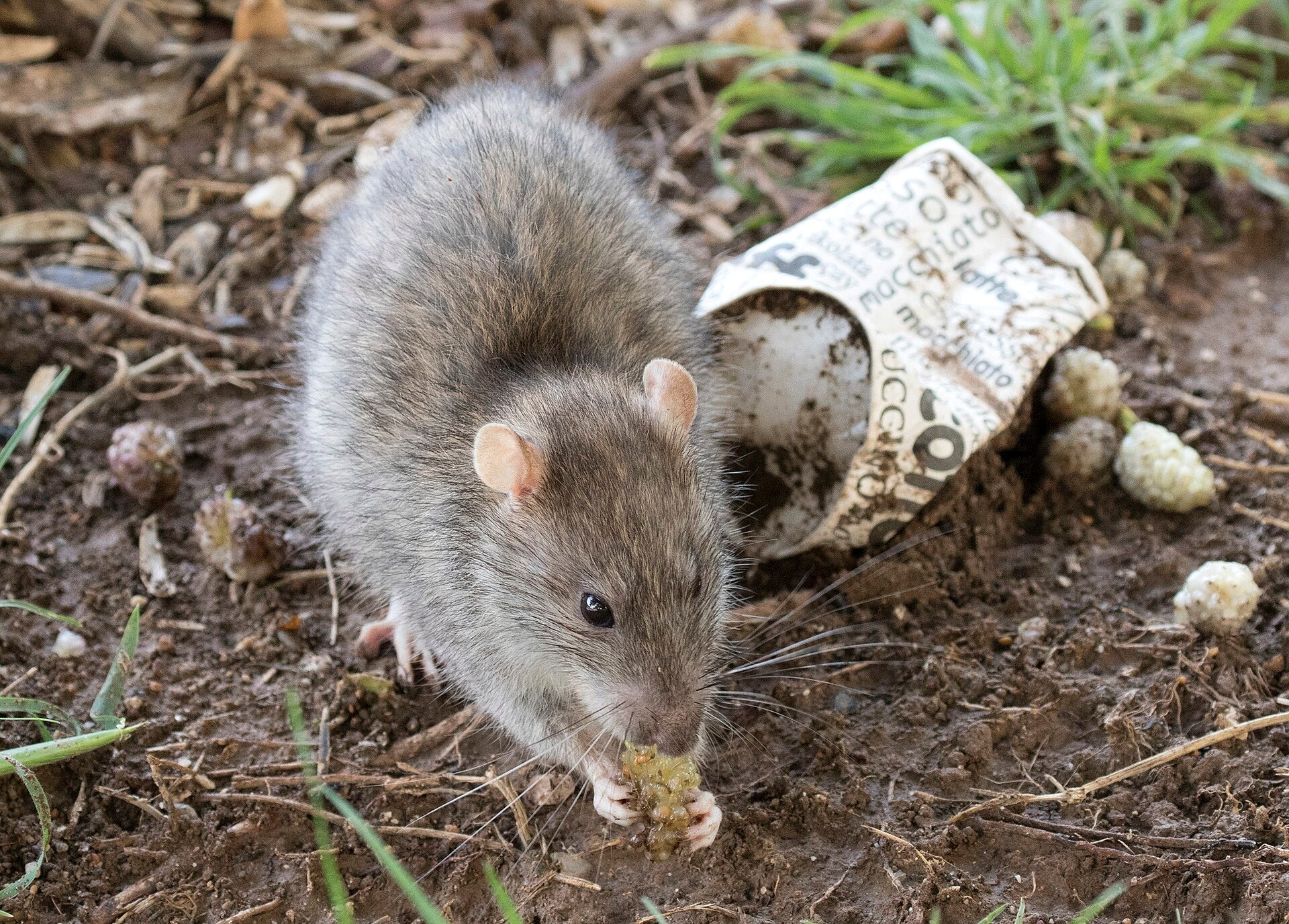 Ratto grigio (Rattus norvegicus) che mangia sul terreno