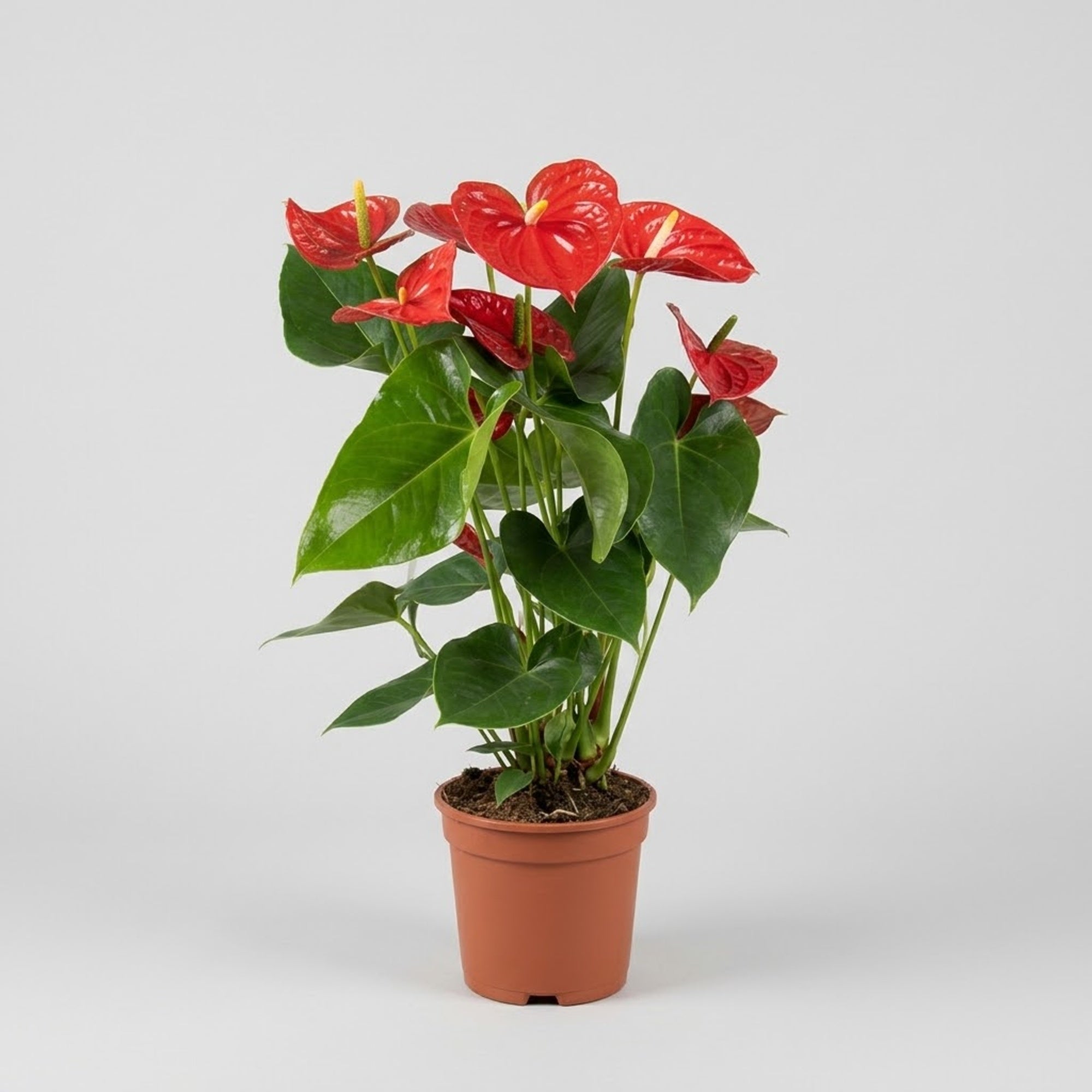 Anthurium in vaso Ø 17 cm
