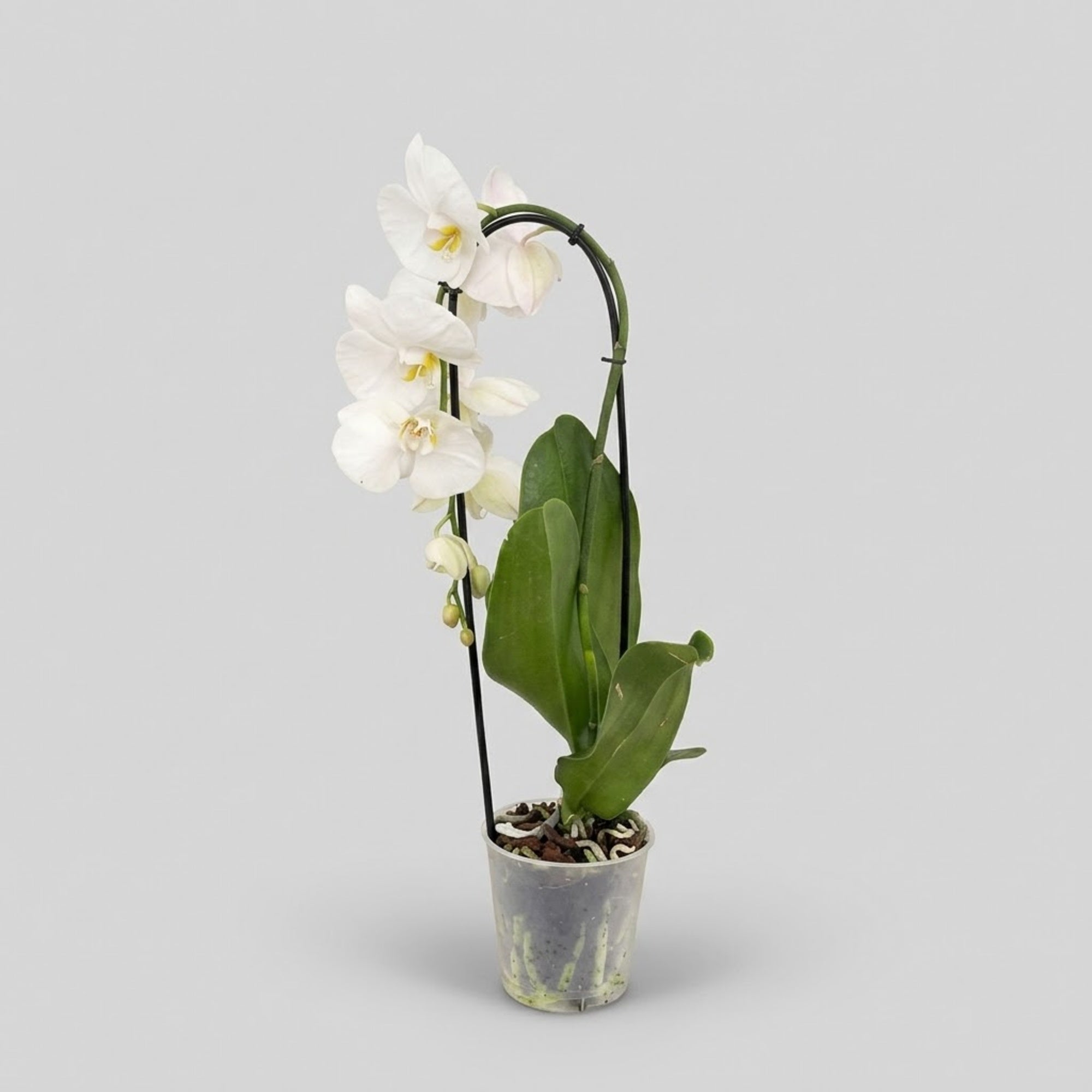 Orchidea Phalaenopsis a cascata, 1 stelo