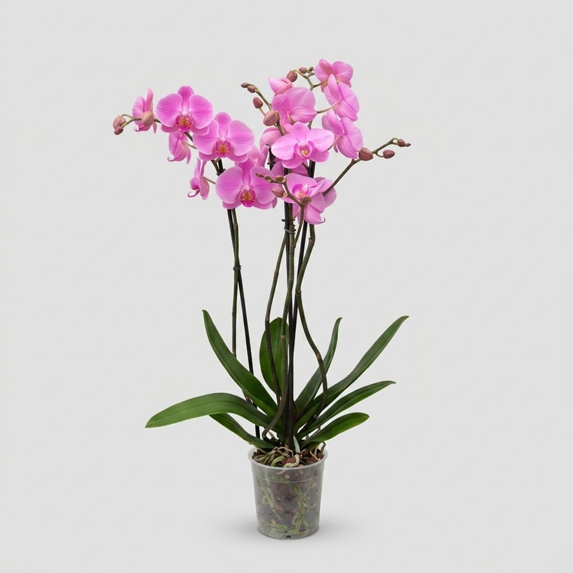 Orchidea Phalaenopsis a 2 steli