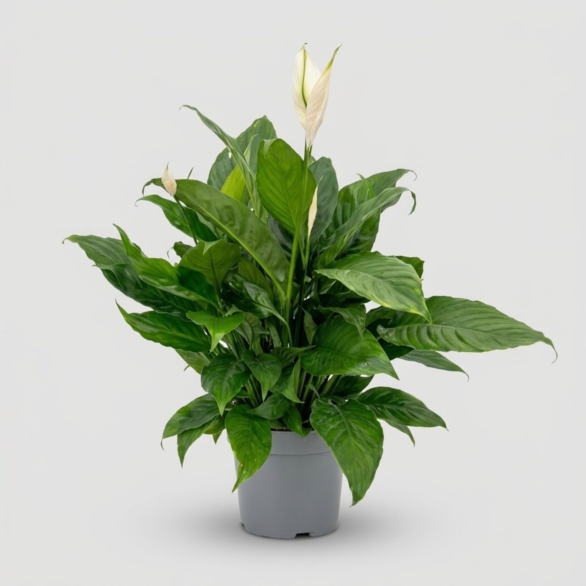 Spathiphyllum Martina