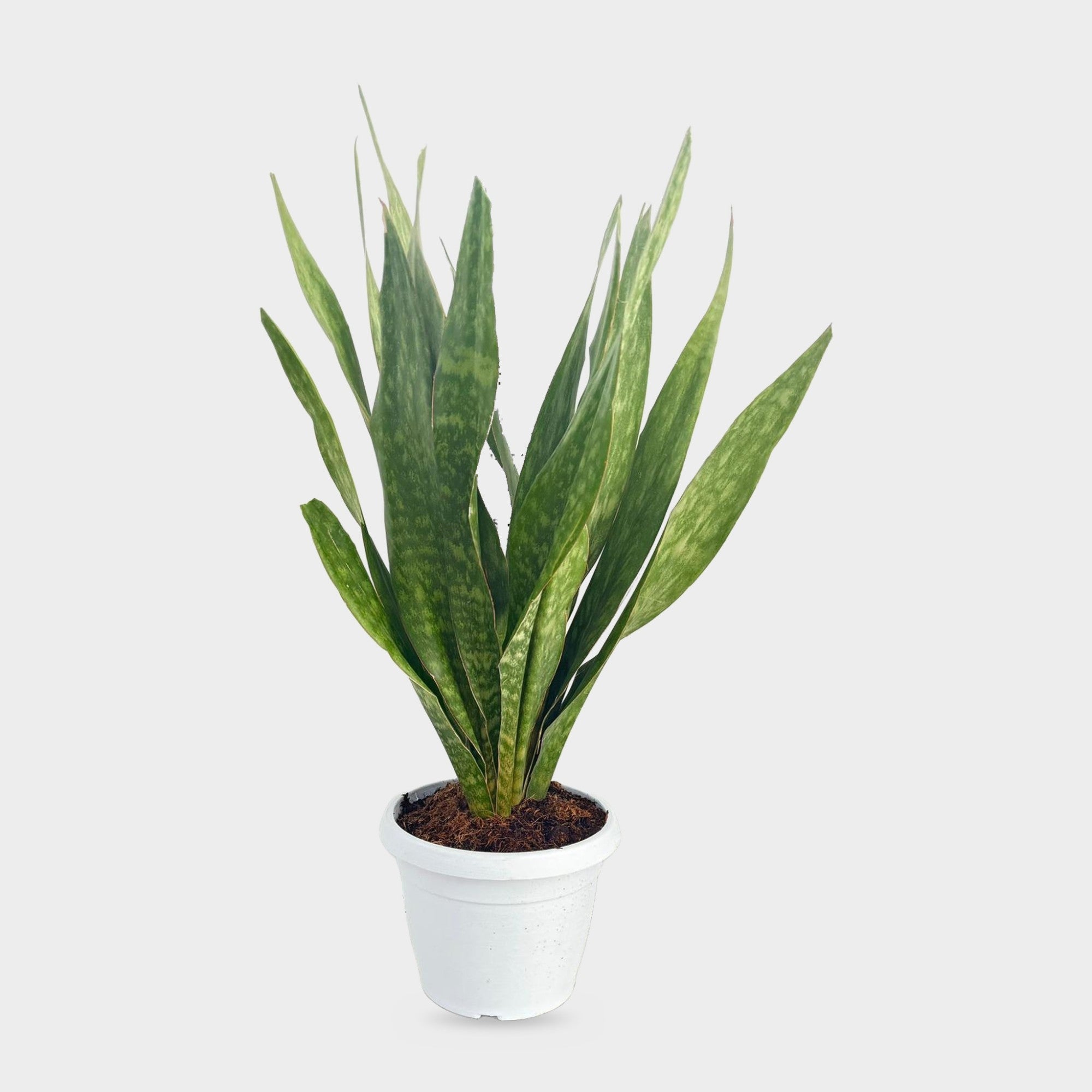Sansevieria Sauvage in vaso Ø 30 cm, altezza circa 110 cm