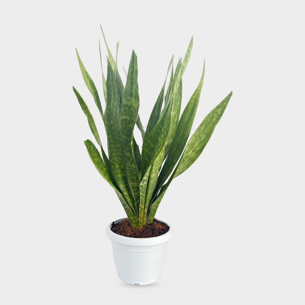 Sansevieria Sauvage in vaso Ø 30 cm, altezza circa 110 cm