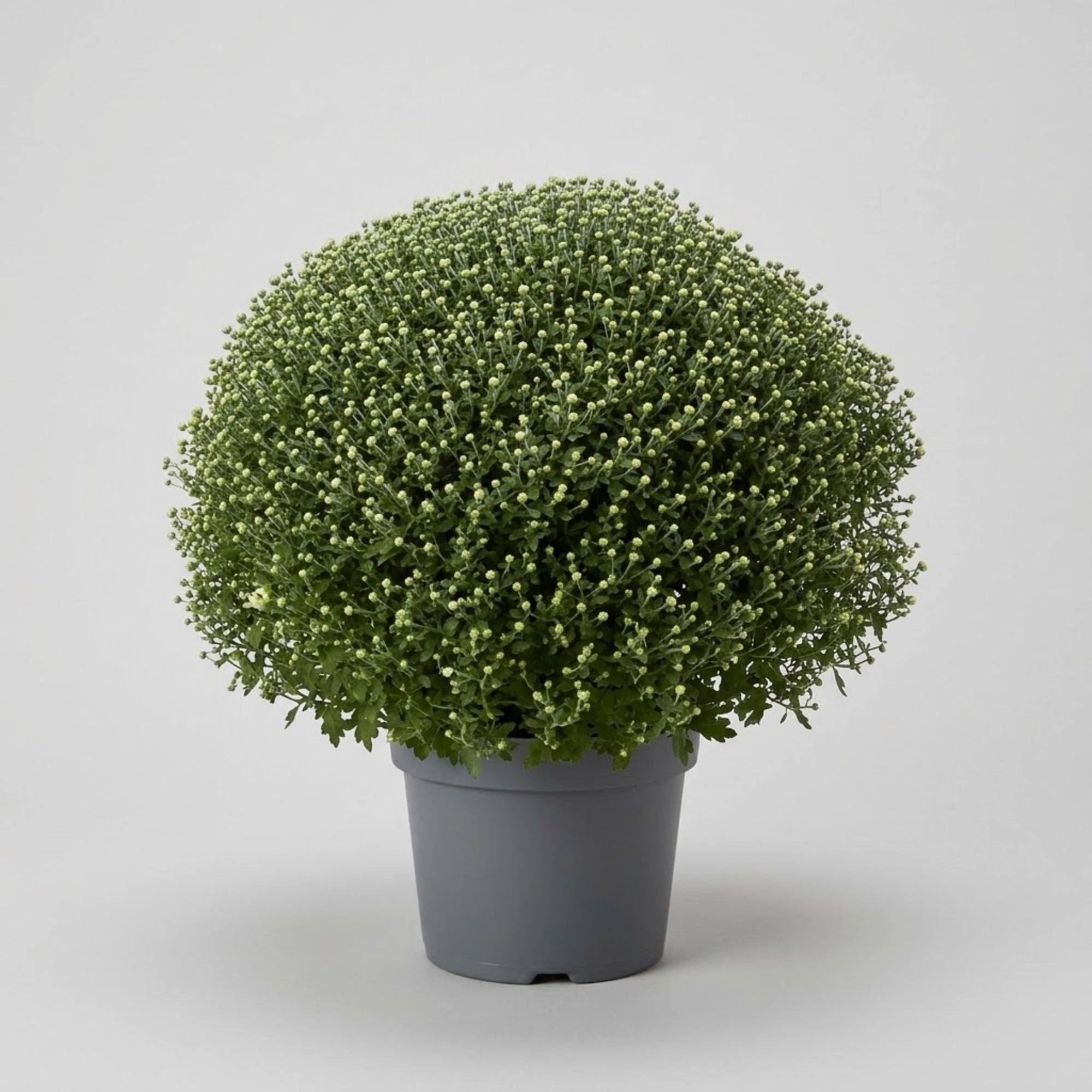 Crisantemo in vaso Ø 30 cm