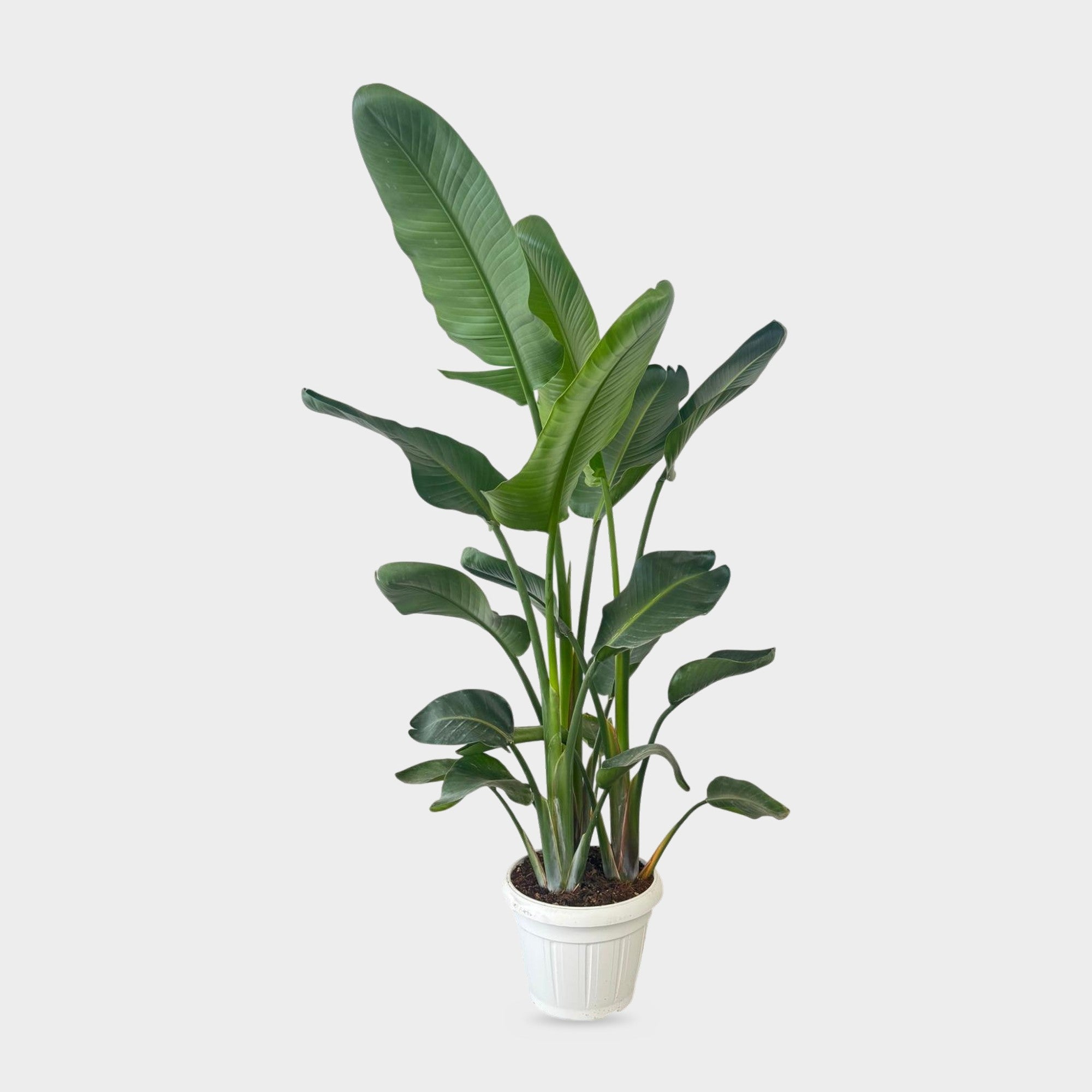 Strelitzia Augusta in vaso Ø 35 cm, altezza circa 170 cm