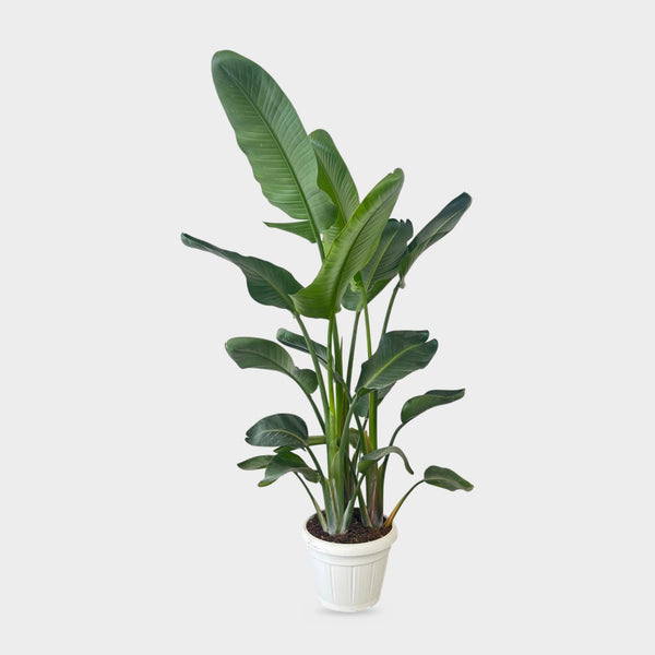 Strelitzia Augusta in vaso Ø 35 cm, altezza circa 170 cm