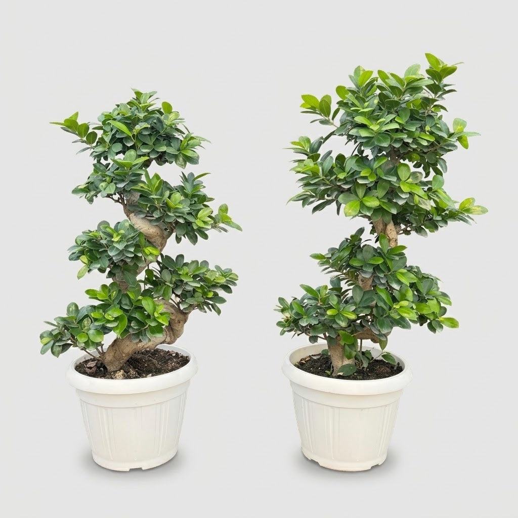 Bonsai Ficus Ginseng con tronco a S in vaso Ø 30 cm