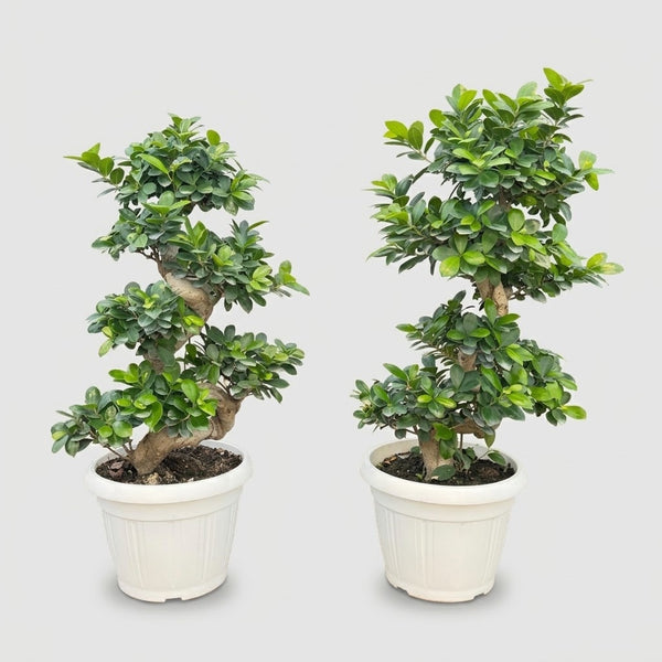 Bonsai Ficus Ginseng con tronco a S in vaso Ø 30 cm