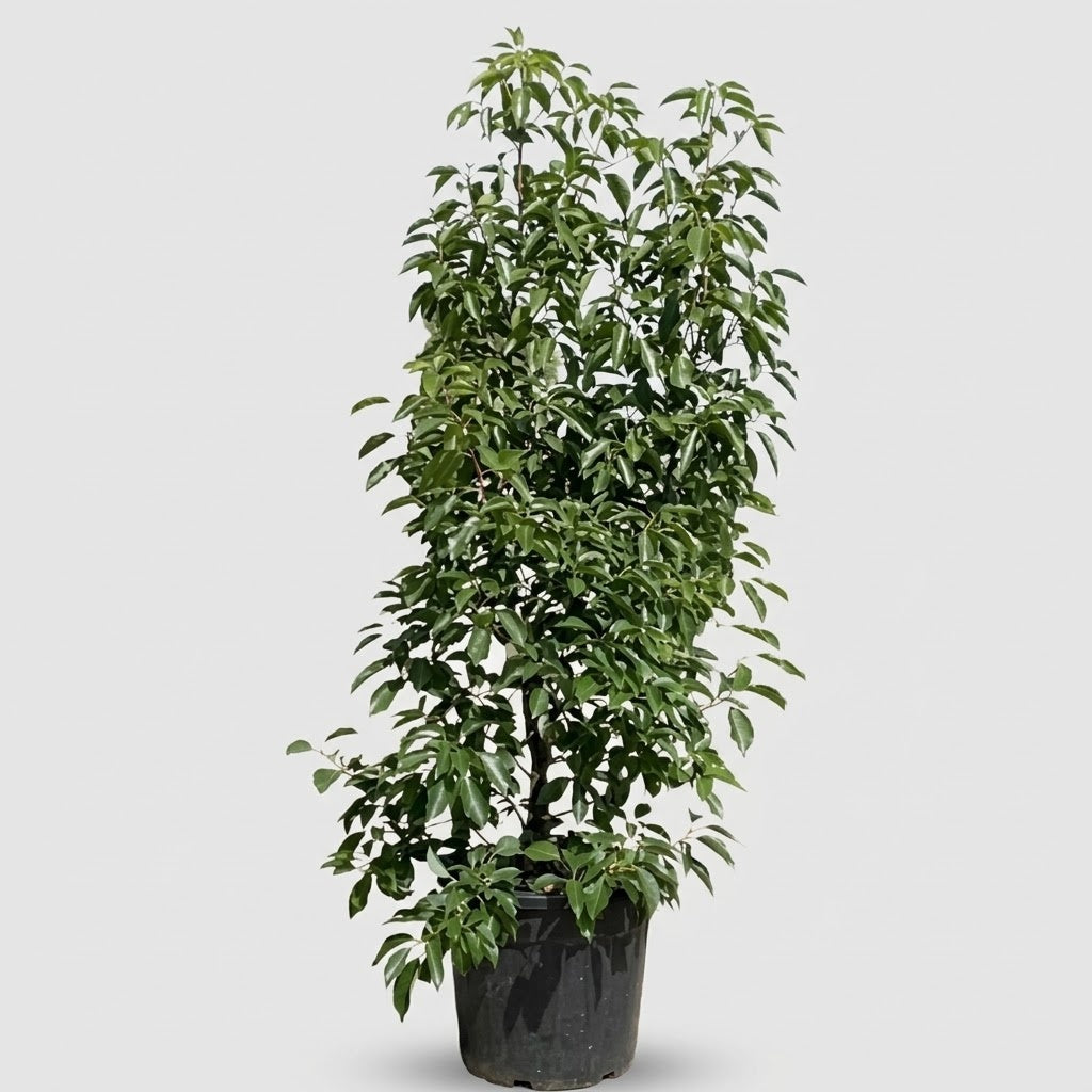 Cinnamomum camphora a cespuglio in vaso Ø 30 cm, altezza circa 180 cm