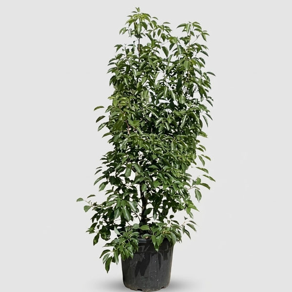 Cinnamomum camphora a cespuglio in vaso Ø 30 cm, altezza circa 180 cm