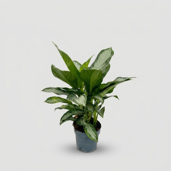Aglaonema Silver Bay 2 piante