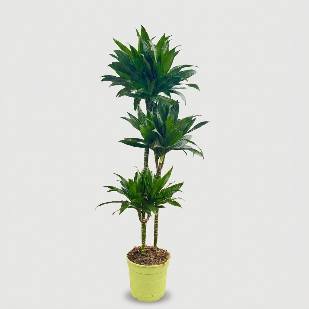 Dracaena Silindo in vaso, pianta da interno alta circa 150 cm