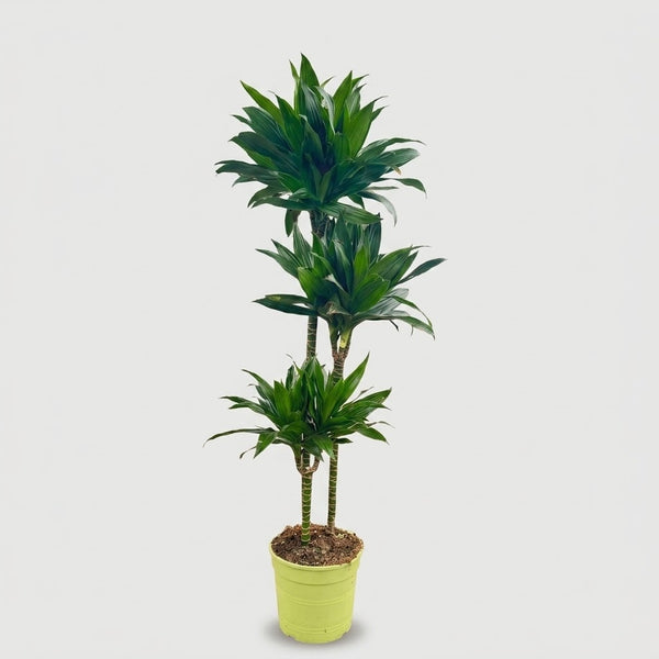 Dracaena Silindo in vaso, pianta da interno alta circa 150 cm