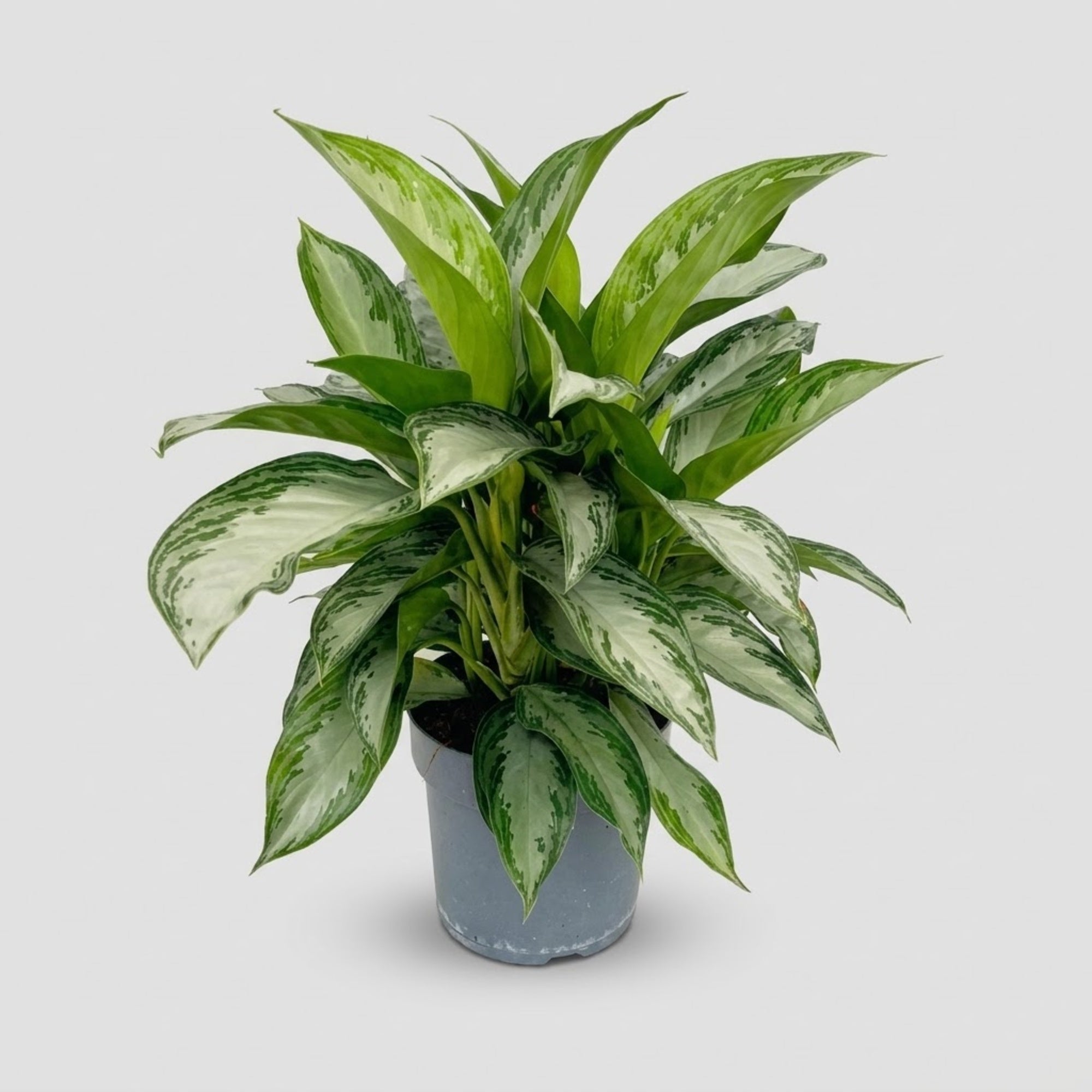 Aglaonema Silver Bay 3 piante