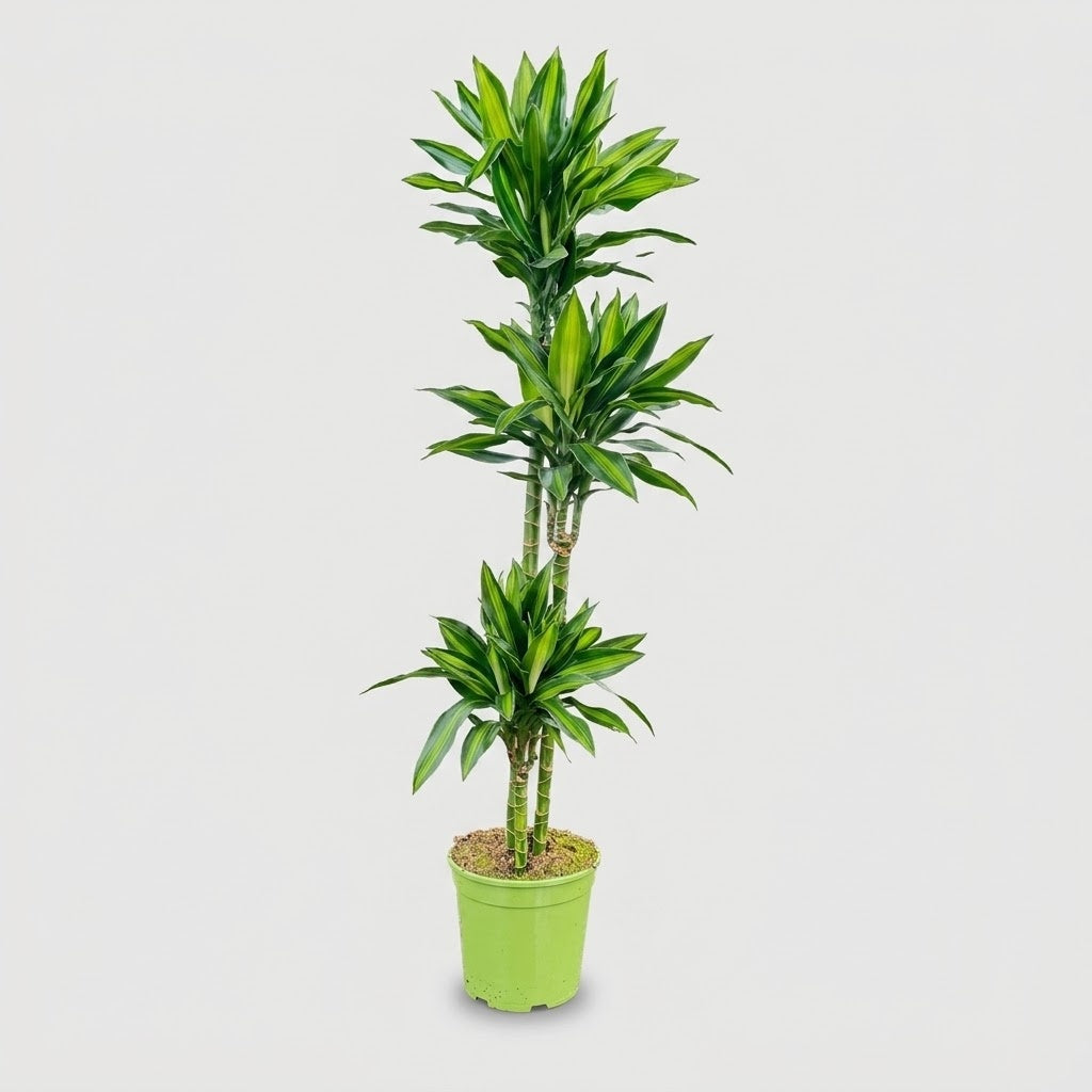 Dracaena Green Jewel in vaso, pianta da interno alta circa 140 cm