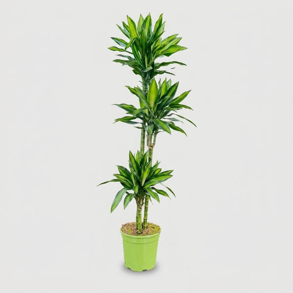 Dracaena Green Jewel in vaso, pianta da interno alta circa 140 cm
