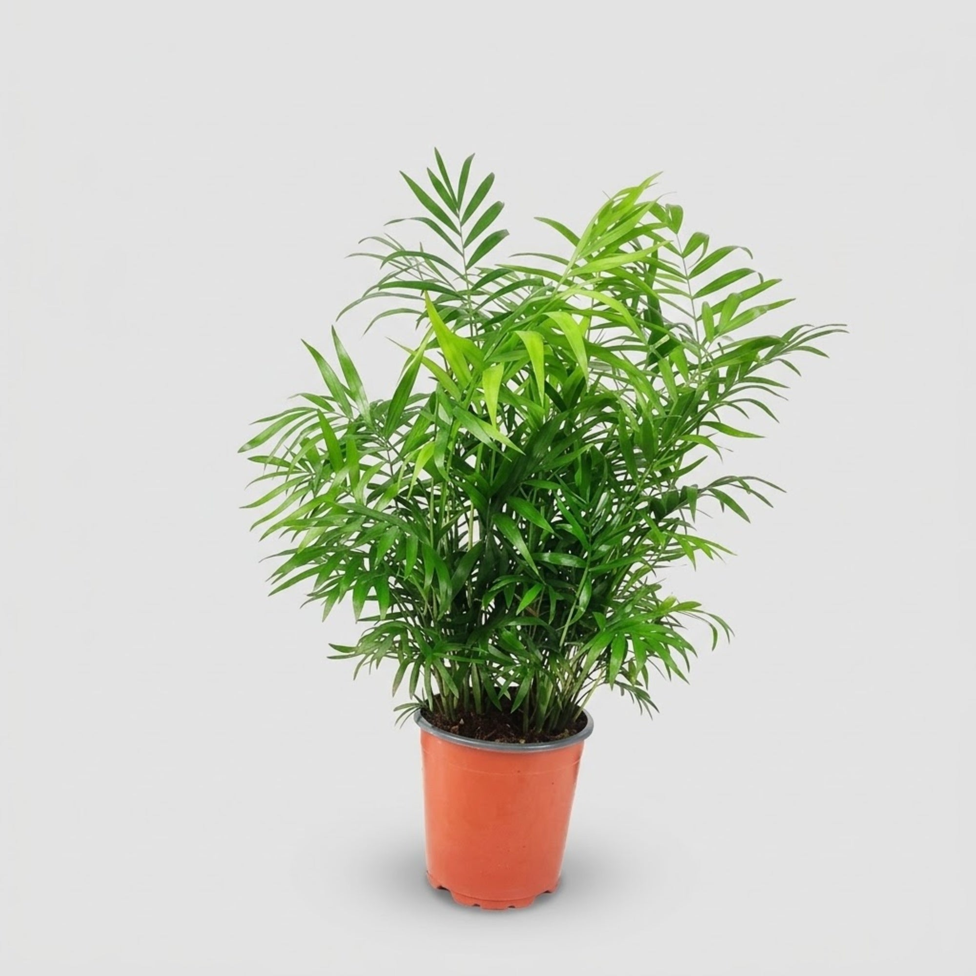 Chamaedorea Elegans