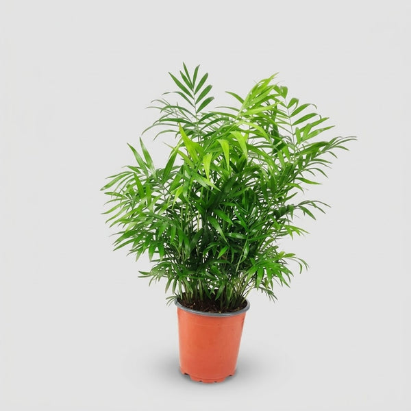 Chamaedorea Elegans
