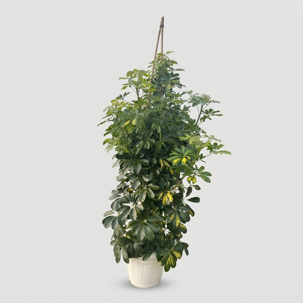 Schefflera Gold Capella in vaso Ø 35 cm, altezza circa 150 cm