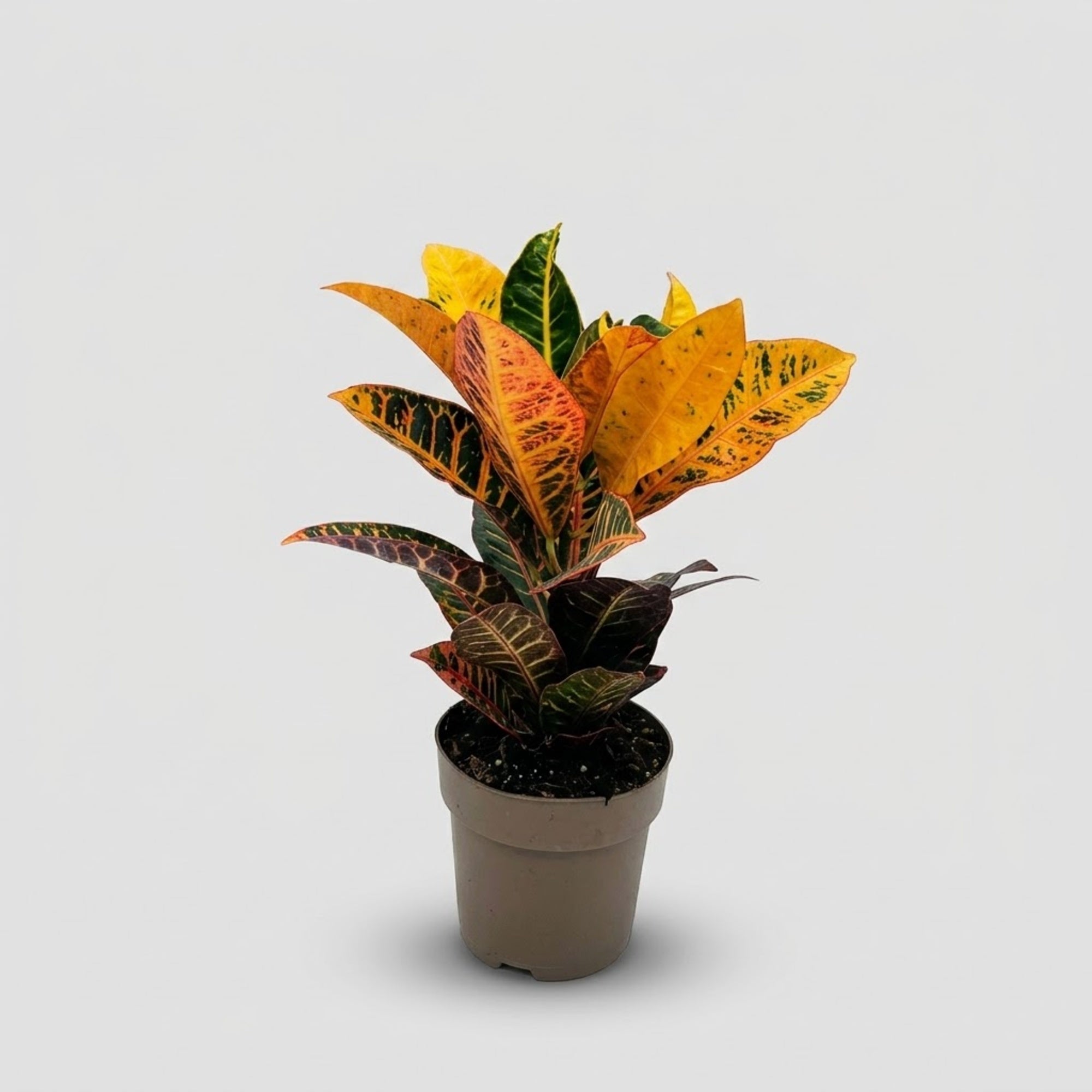 Croton Petra