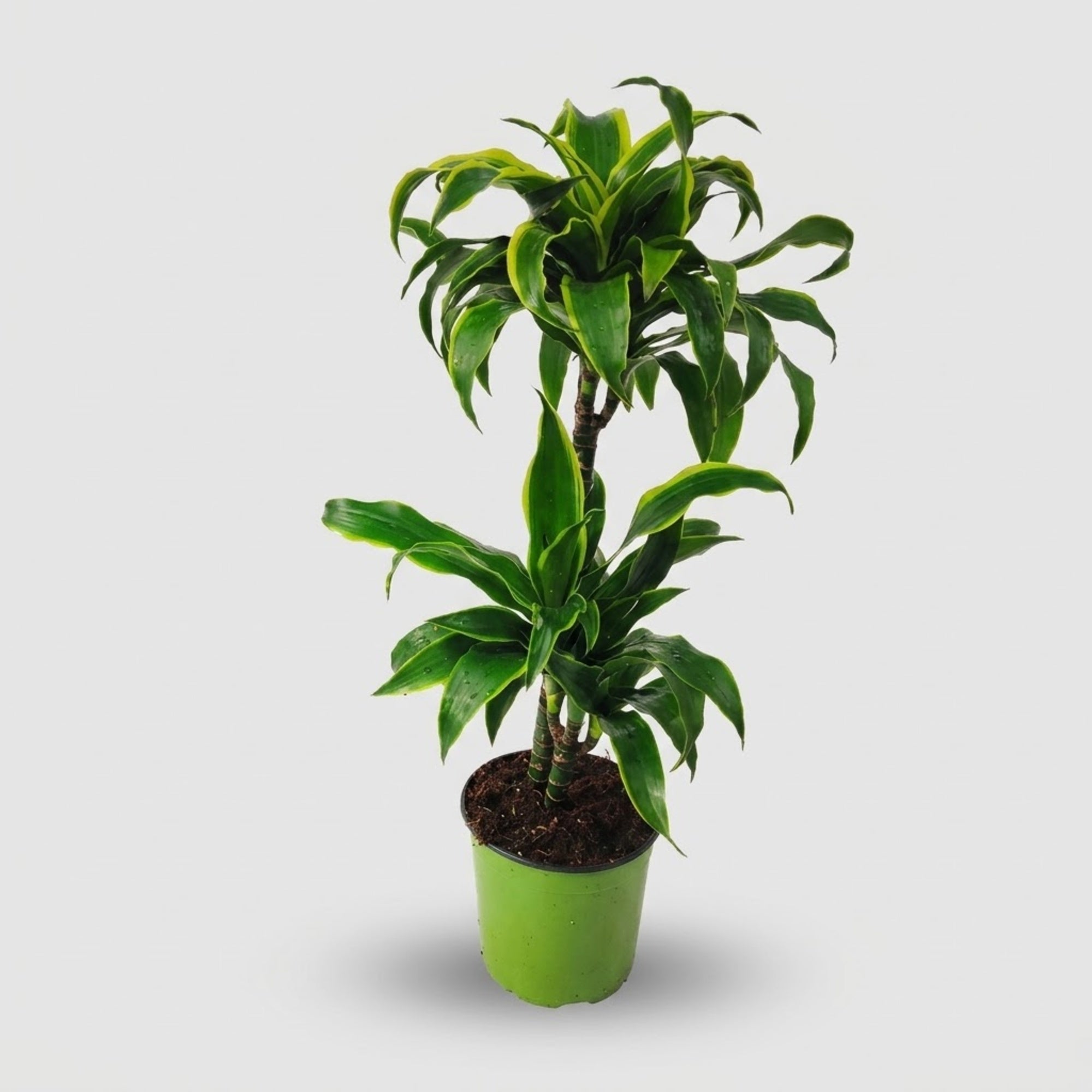 Dracaena Dorado h. 100 cm