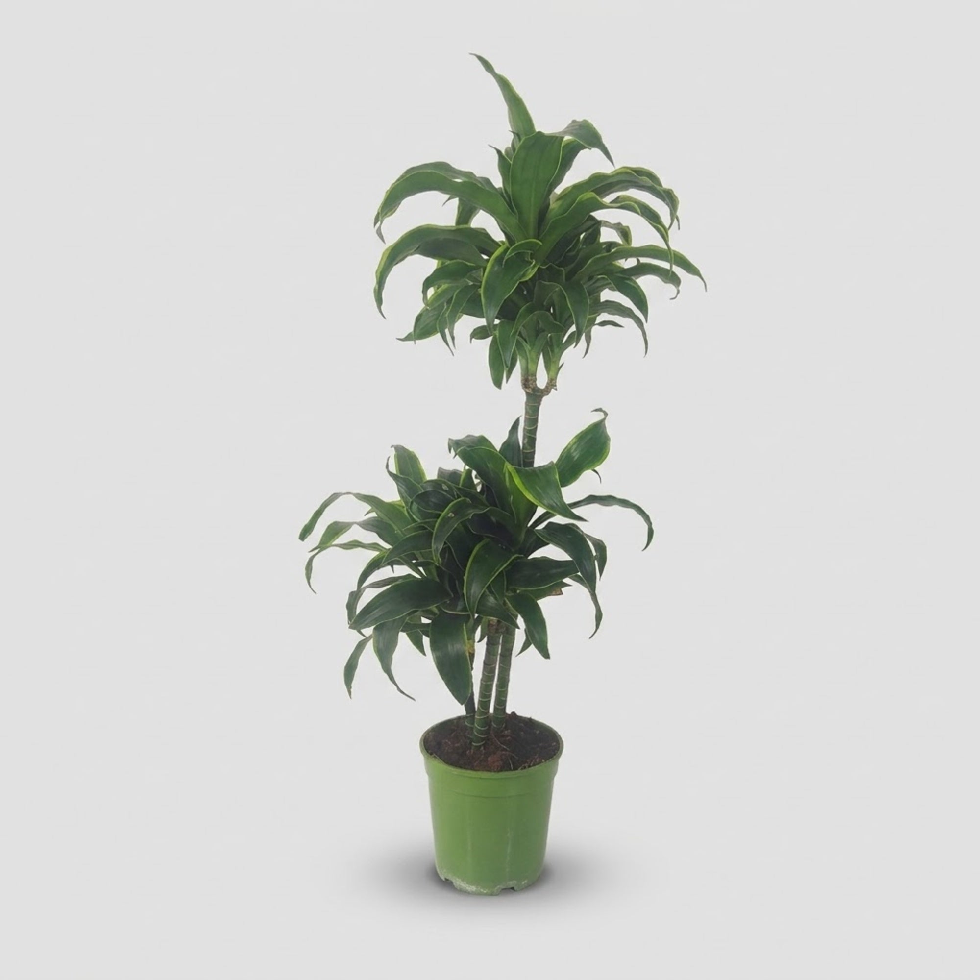 Dracaena Dorado h. 120 cm