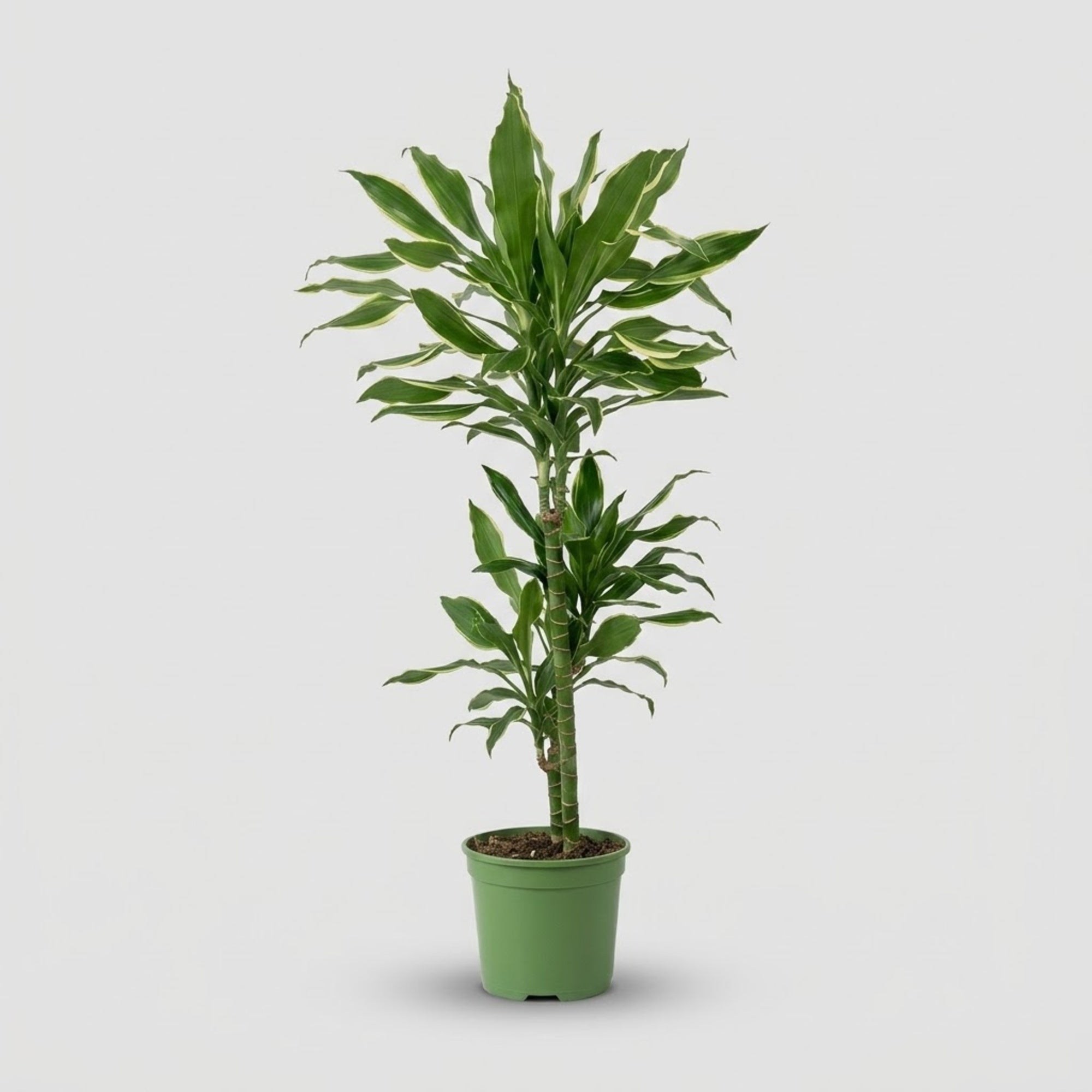 Dracaena Gold Coast h. 90 cm