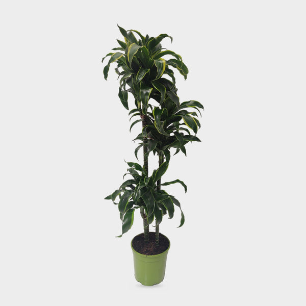 Dracaena Dorado in vaso, pianta da interno alta circa 150 cm