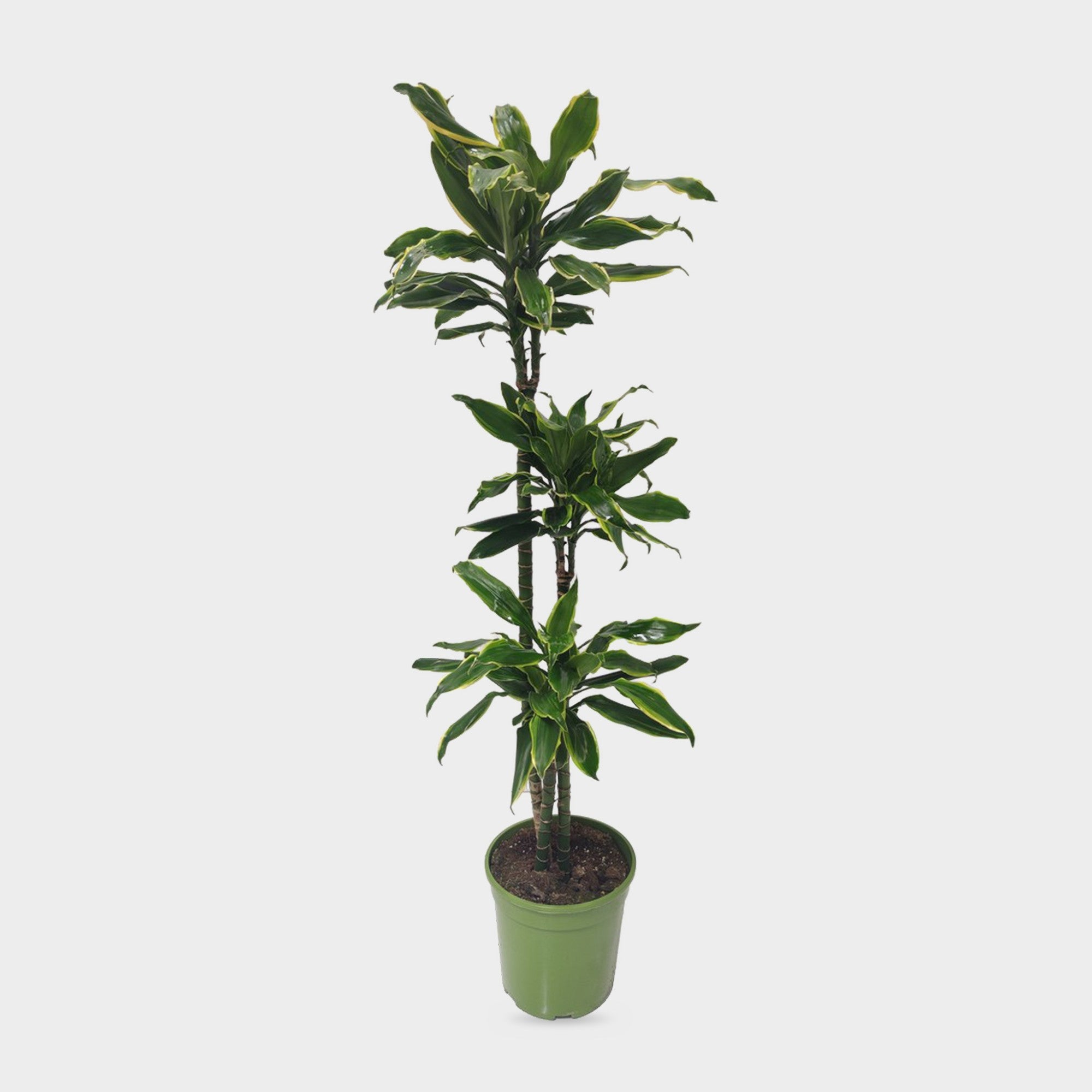 Dracaena Gold Coast in vaso, pianta da interno alta circa 140 cm