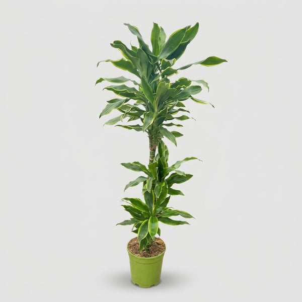 Dracaena Gold Coast h. 100 cm