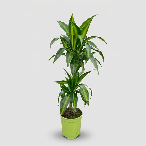 Dracaena Hawaiian Sunshine