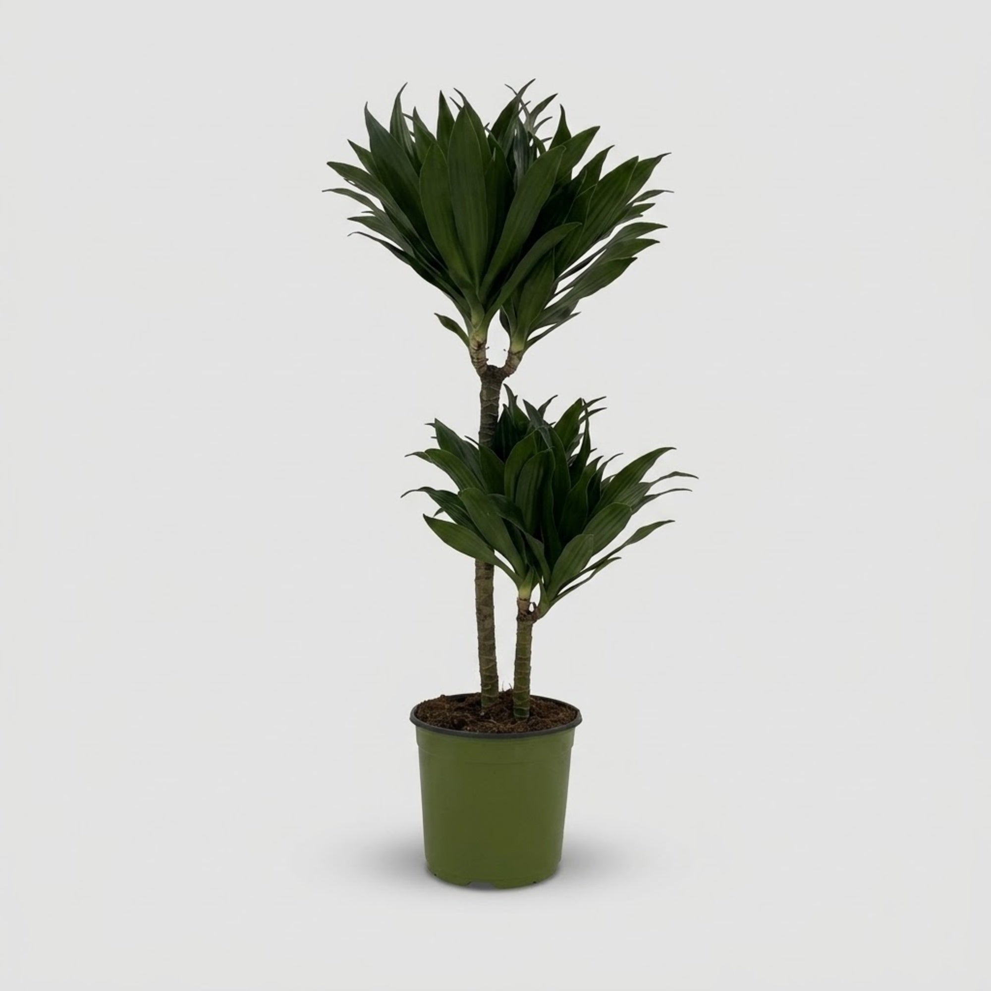 Dracaena Janet Craig Compacta h. 90 cm