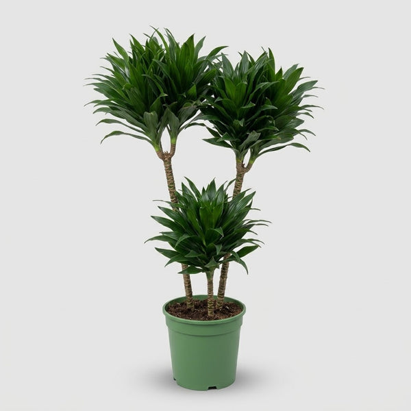 Dracaena Janet Craig Compacta h. 100 cm