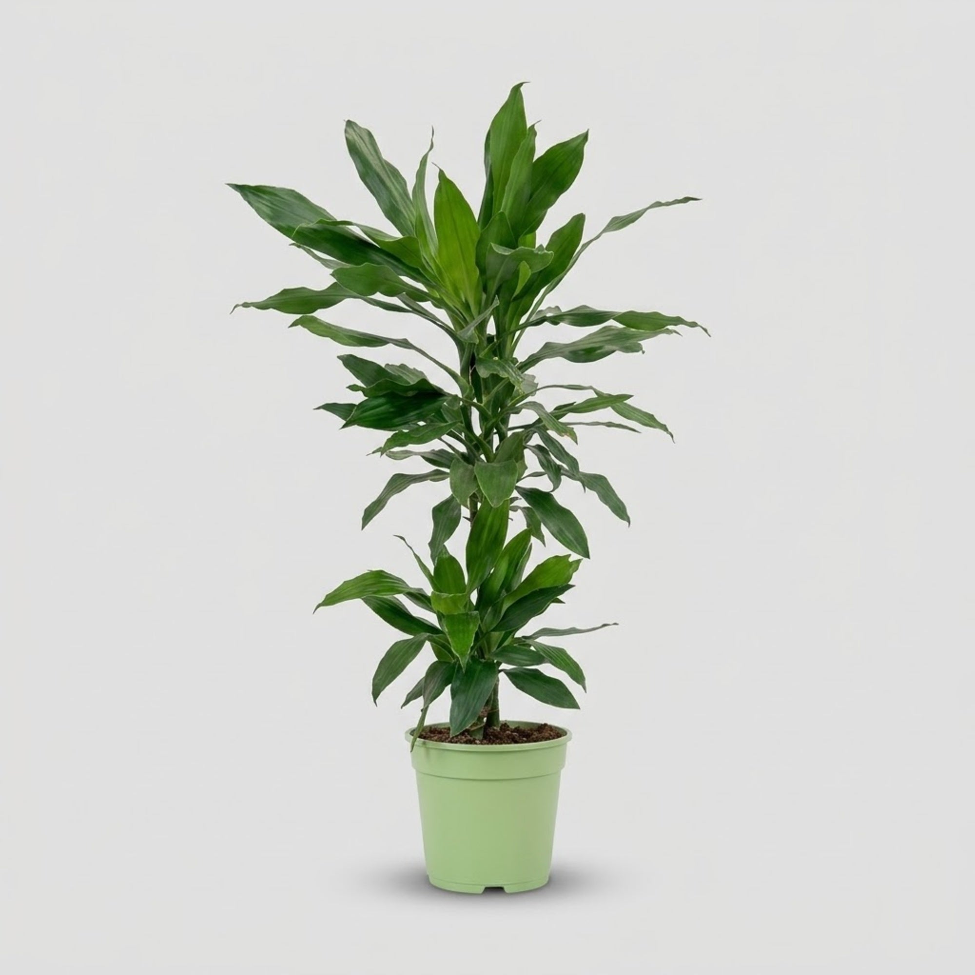Dracaena Janet Lind h. 100 cm