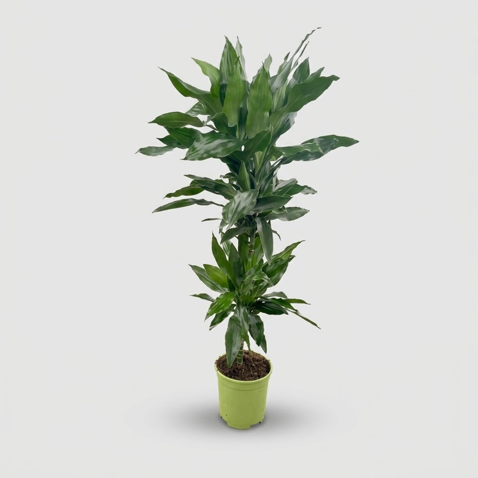 Dracaena Janet Lind h. 120 cm