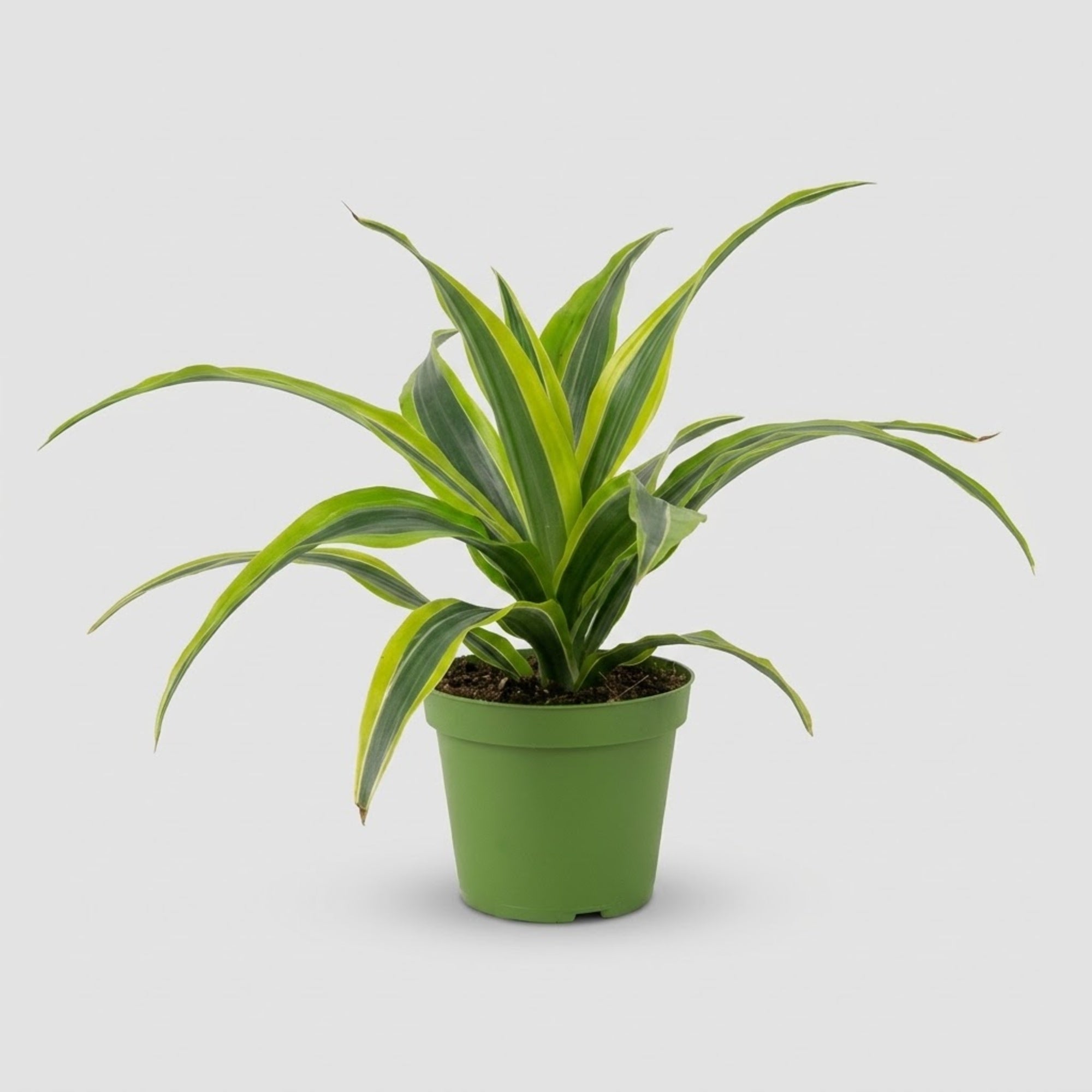 Dracaena Lemon Lime h. 30 cm