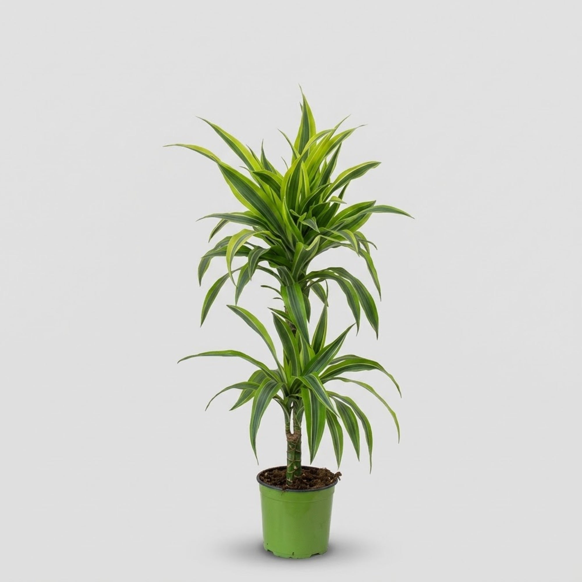 Dracaena Lemon Lime h. 90 cm