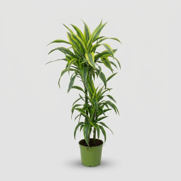 Dracaena Lemon Lime h. 110 cm