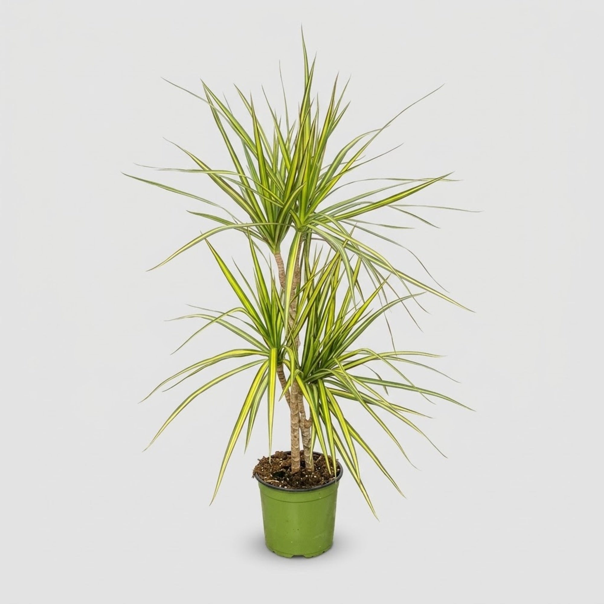 Dracaena Marginata Kiwi h. 60 cm