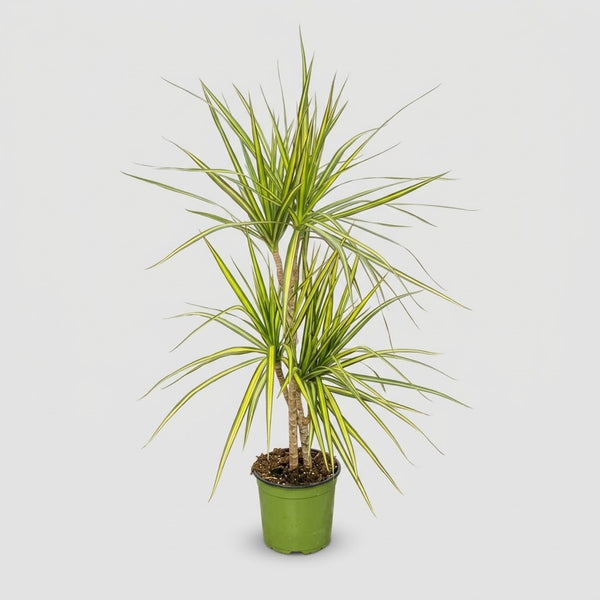 Dracaena Marginata Kiwi h. 60 cm