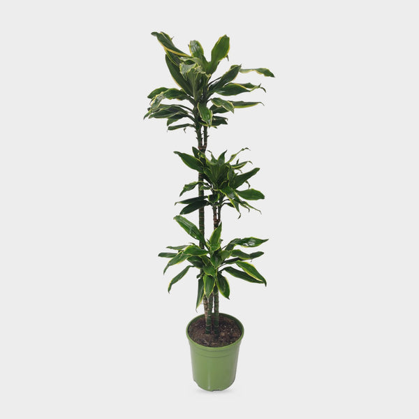 Dracaena Gold Coast in vaso, pianta da interno alta circa 140 cm