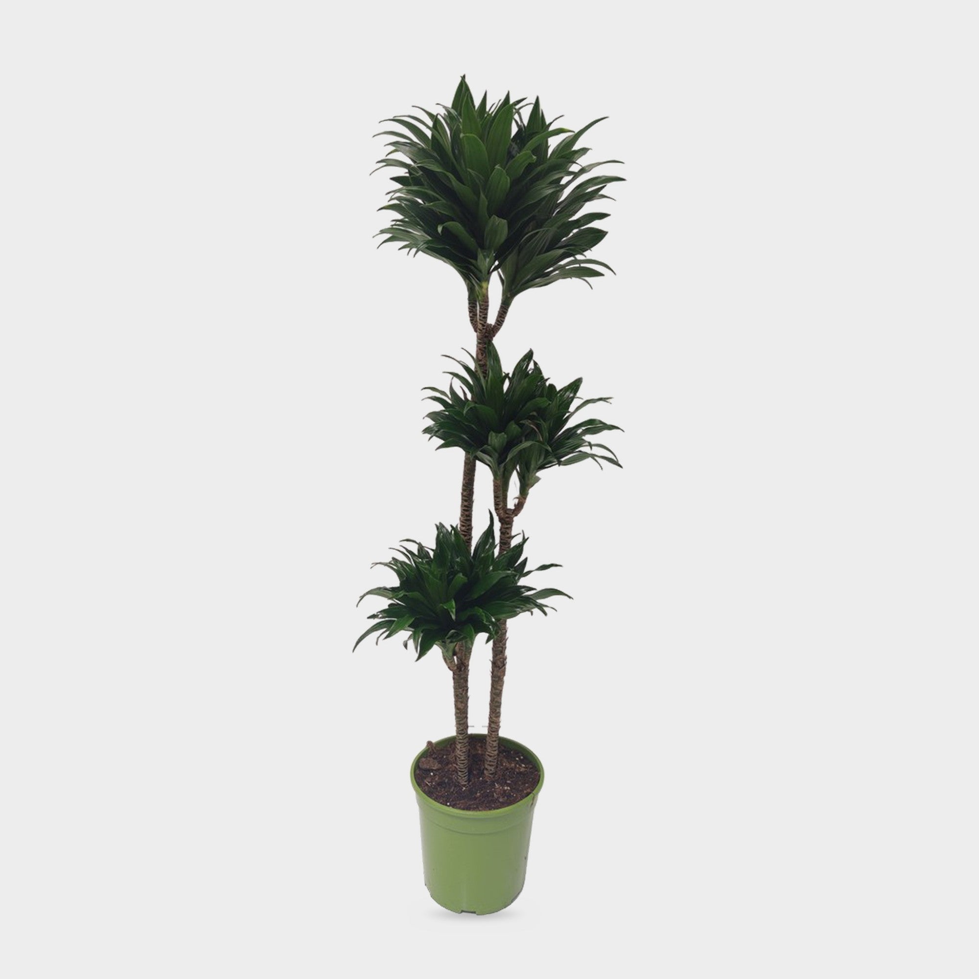 Dracaena Janet Craig Compacta in vaso, pianta da interno alta circa 130 cm