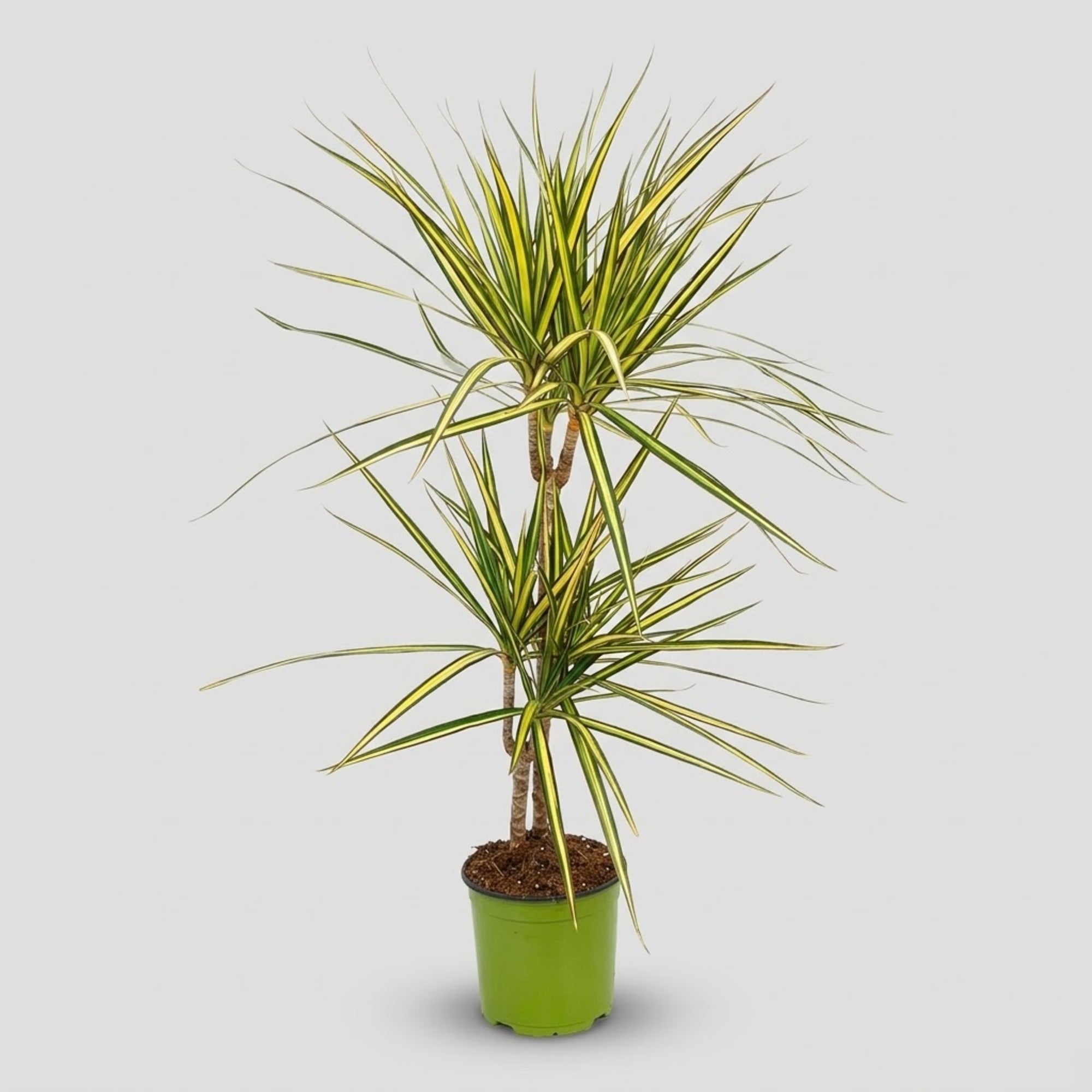 Dracaena Marginata Kiwi h. 90 cm