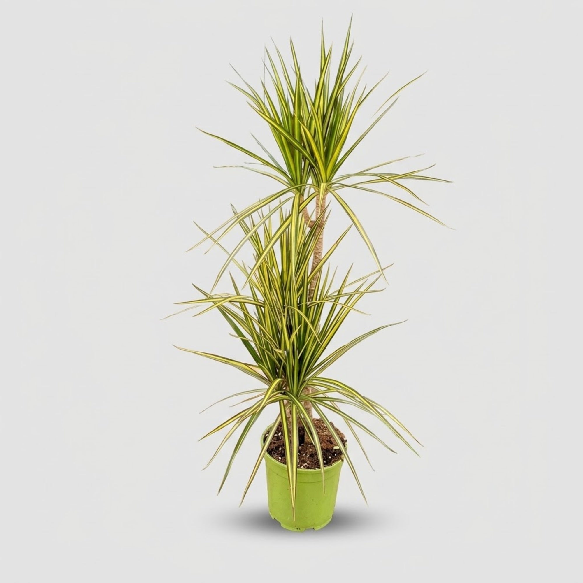 Dracaena Marginata Kiwi h. 120 cm