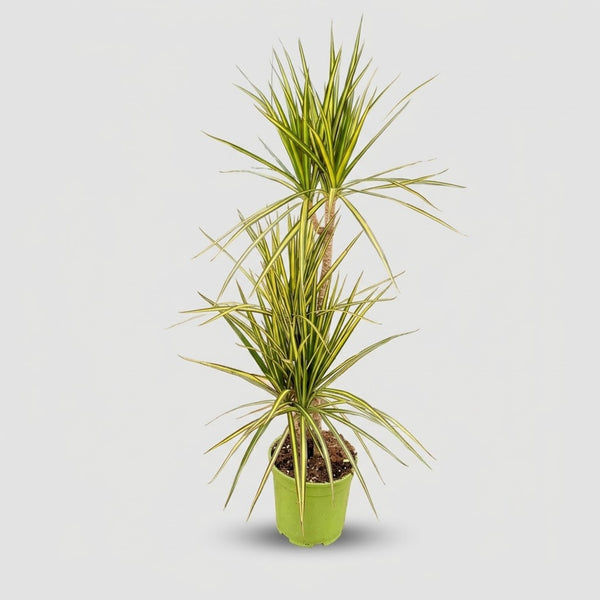Dracaena Marginata Kiwi h. 120 cm