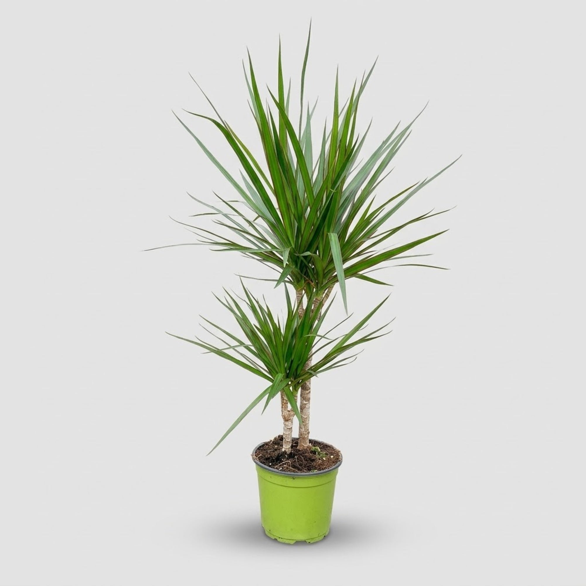 Dracaena Marginata h. 90 cm